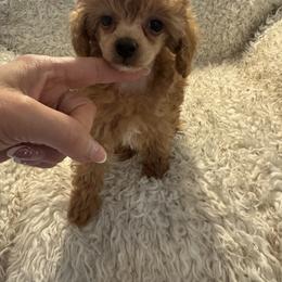 Leo - Apricot male Poodle puppy in Pueblo West, Colorado from Little Paws Poodles