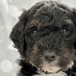 Boy 2 - Darth Vader - Phantom Bernedoodle puppy in Lake Oswego, Oregon from Orchard Hill Bernedoodles