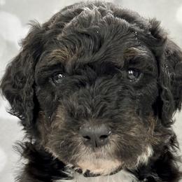 Boy 2 - Darth Vader - Phantom Bernedoodle puppy in Lake Oswego, Oregon from Orchard Hill Bernedoodles