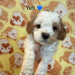 Yeti - White male Cavapoo puppy in Greensburg, Kentucky from Doodle Me Crazy