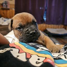 Bullmastiff Puppies from Valkyrie Bullmastiffs