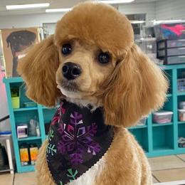 Peach - Poodle