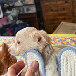 Marshall lilac - Silver male Chihuahua puppy in Seneca, Missouri from Stephanie’s Puppy Colony