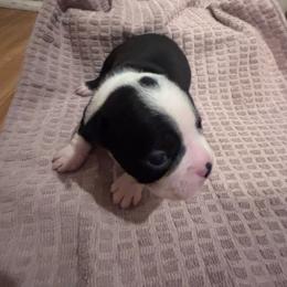 Jewels - Black and white female Boston Terrier puppy in Spartanburg, South Carolina from Sassy Pap Farms