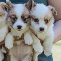 German Shepherd and Pembroke Welsh Corgi Puppies from CB Kennel and Ranch