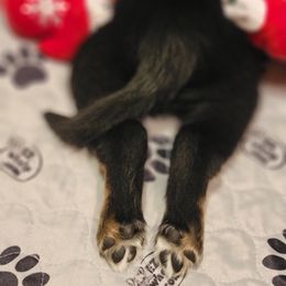 Australian Shepherd Puppies from Summit Australian Shepherds