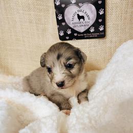 Pup 2 - Blue merle male Aussiedoodle puppy in Logansport, Indiana from Sandy Hill Farm Aussies, LLC