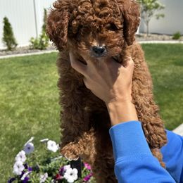 Cavapoo Puppies from Gingers Cavapoo’s