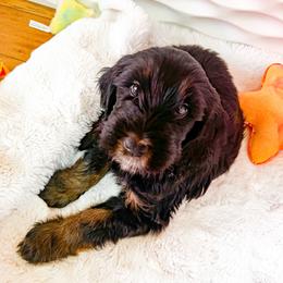 Goldendoodle Puppies from Lundee Doodles