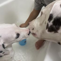 Stitch - White and liver brown male Dalmatian puppy in Hastings, Florida from Love My Spotty Dalmatians
