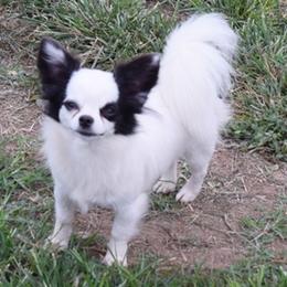 Inky Ella - Chihuahua