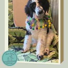 Peppermint - Parti male Poodle puppy in Ocean Springs, Mississippi from Forever Summer Standard Poodles