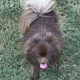 Mischief - Pomeranian