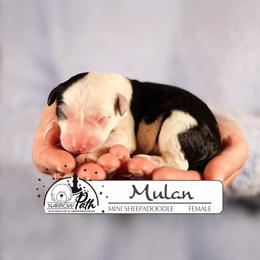 Mulan - Black and white female Sheepadoodle puppy in Cleveland, Tennessee from Narrow Path Old English & Sheepadoodles