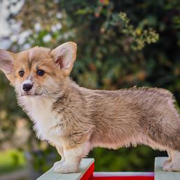 Boy 5 - Red male Pembroke Welsh Corgi puppy in Caliente, California from Rafter Cross 7