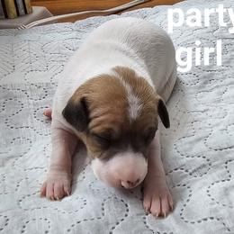 Party pied girl - White and red female Italian Greyhound puppy in Phillips, Maine from Maplewood Italian Greyhounds