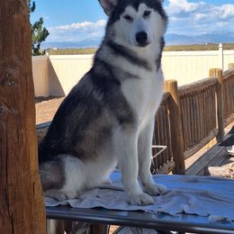 Rayna - Alaskan Malamute