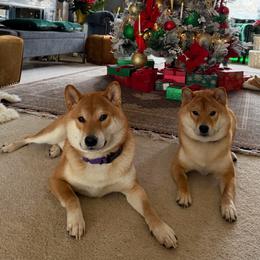 Terre and Sullivan - Shiba Inu