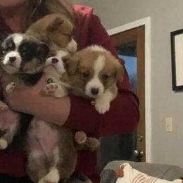 Pembroke Welsh Corgis from DD Kennels