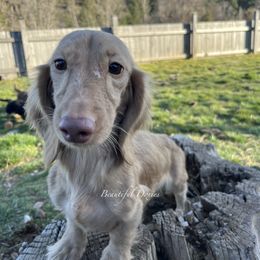 Rajah - Dachshund