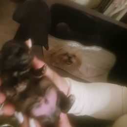 Shih Tzu Puppies from Peterson Shih Tzus