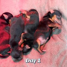 Yorkshire Terrier Puppies from Grand 7 Kennelz
