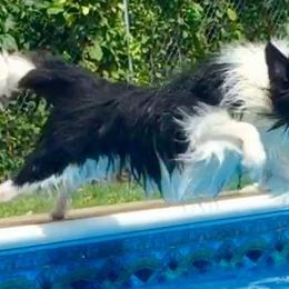 Border Collies from Quamash BCs