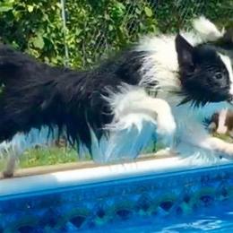 Border Collies from Quamash BCs