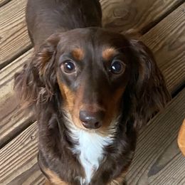 Penny - Dachshund