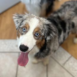 Novi - Australian Shepherd