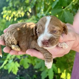 Pistachio - Red female Cockapoo puppy in Beresford, South Dakota from DAKOTA DOOD RANCH