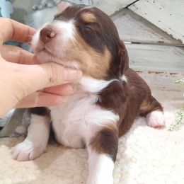 Princess - Red tri-color female Aussiedoodle puppy in Roanoke, Virginia from Miniature Angels Farm