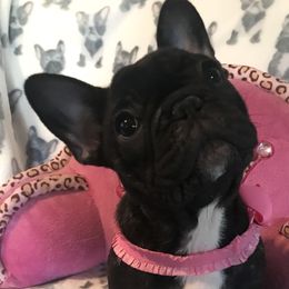 French Bulldog Puppies from Hilltop French Bulldogs