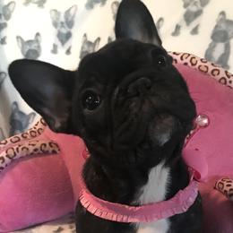 French Bulldog Puppies from Hilltop French Bulldogs
