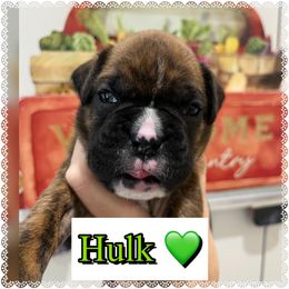 Hulk - Brindle male Boxer puppy in Greenwell Springs, Louisiana from Bayou Boxer Haus - Baton Rouge Boxers