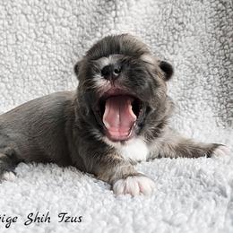 Shih Tzu Puppies from Beirin Breige Shih Tzus