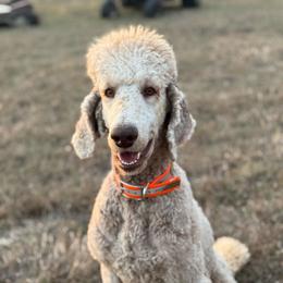 Chachi - Silver-beige  male Poodle puppy in Lakehills, Texas from Simply Southern Retrievers, LLC