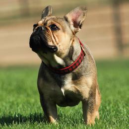 Abby - French Bulldog