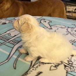 Lupini - Cream female Havanese puppy in Hudson, New York from Havanese of Claverack and Hudson Valley Labradors