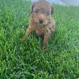 Minnie - Red  female Poodle puppy in Saint George, Utah from Oodles of Poodles