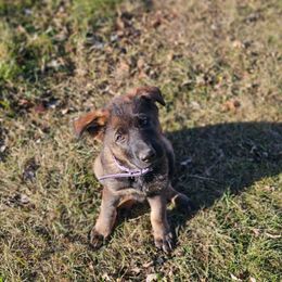 Purple - Sable female German Shepherd puppy in Motley, Minnesota from Von Thomson Haus