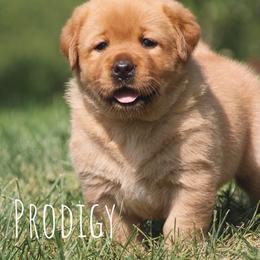 Daholonega - Yellow female Labrador Retriever puppy in Pella, Iowa from Prodigy Farms Therapy Dogs