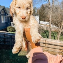 Cockapoo and Goldendoodle Puppies from My Forever Best Friend