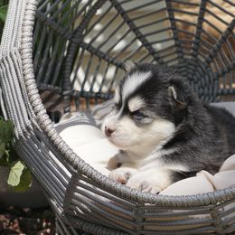 Pomsky Puppies from Arctic Star Pomskies