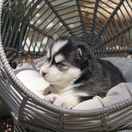 Pomsky Puppies from Arctic Star Pomskies