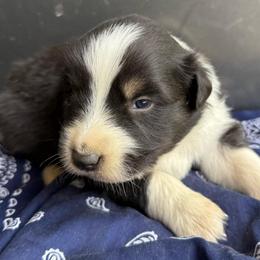 Coal - Black tri-color male Australian Shepherd puppy in Stanford, Kentucky from Red Feather Aussies