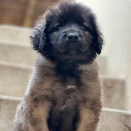 Girl 4 - female Leonberger puppy in Eagle Mountain, Utah from Leo Fidelis Leonbergers