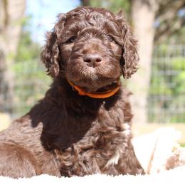 Artemis - Chocolate female Labradoodle puppy in Grants Pass, Oregon from Oregon Valley Pups