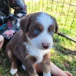 Reba - Red tri female Miniature Australian Shepherd puppy in Willard, Missouri from Stoney Brook Aussies