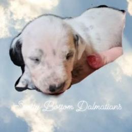 Dalmatian Puppies from Spotty Bottom Dalmatians